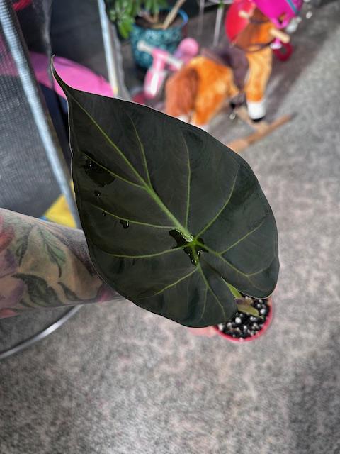 Alocasia regal shields - Etsy 日本
