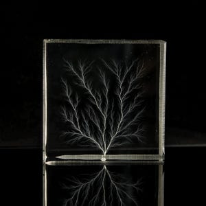 May include: A clear, rectangular glass block featuring a white, tree-like branching pattern. The design is centrally positioned, with its reflection visible below. The black background accentuates the intricate details of the pattern, creating a striking visual.