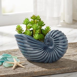 May include: A blue ceramic seashell planter filled with green succulents. The nautilus-shaped container sits on a wooden surface, with a starfish and sea glass nearby. The planter has a glossy finish and detailed spiral design.
