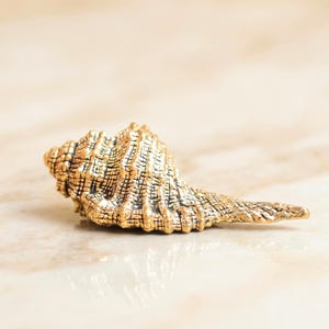 Può includere: Una conchiglia dorata con una superficie strutturata, appoggiata su una superficie chiara. I dettagli intricati e il colore caldo della conchiglia creano un accento decorativo. Adatta all'arredamento costiero.