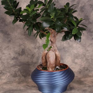 May include: A bonsai tree with dark green leaves and a thick, textured trunk is planted in a blue, spiral-patterned pot. A silver pen rests on the surface in front of the plant. The background is a mottled gray.