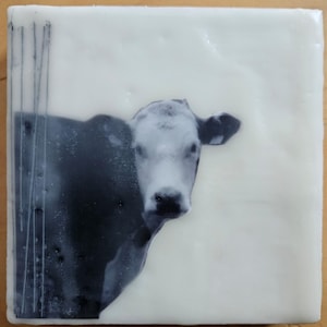 May include: Square, off-white decorative tile featuring a black and white image of a cow. The cow's head and upper body are visible, with a portion of the image appearing to drip down the left side. The tile has a glossy finish.