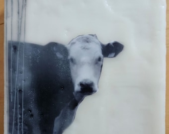 Cow in Wax, Encaustic Painting using Photo and Incised lines into wax.
