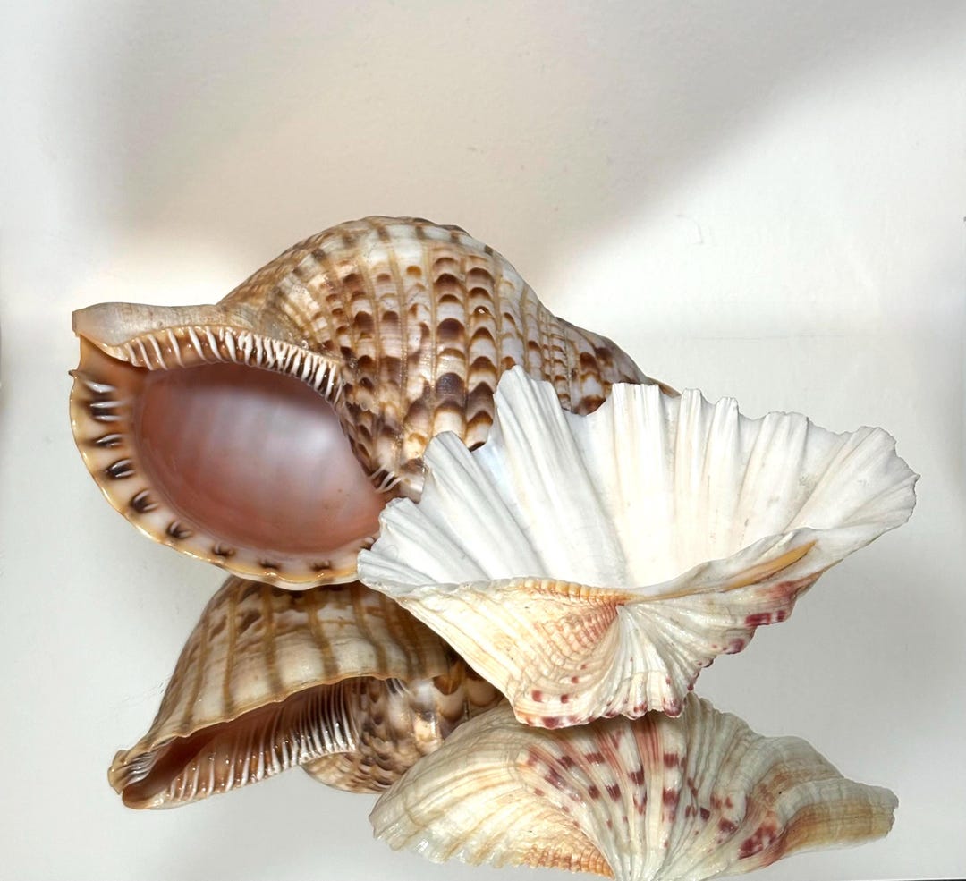 Large Conch and Fan Shell Set, Natural Coastal Beach Decor Accent - Etsy
