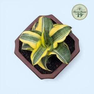 Hybrid sansevieria - Etsy 日本