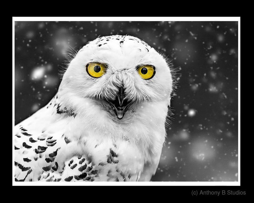 Snowy Owl Canvas Print: Black and White Fine Art Photography - Etsy Canada