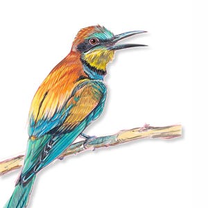 May include: A colorful illustration of a bird with orange, yellow, blue, and green feathers perched on a light brown branch. The bird has an open beak and is set against a white background.