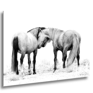 May include: Monochrome print featuring two horses in an intimate pose. The horses, with light grey coats and flowing manes, are set against a white backdrop. The image has a touch of grass detail at the base.