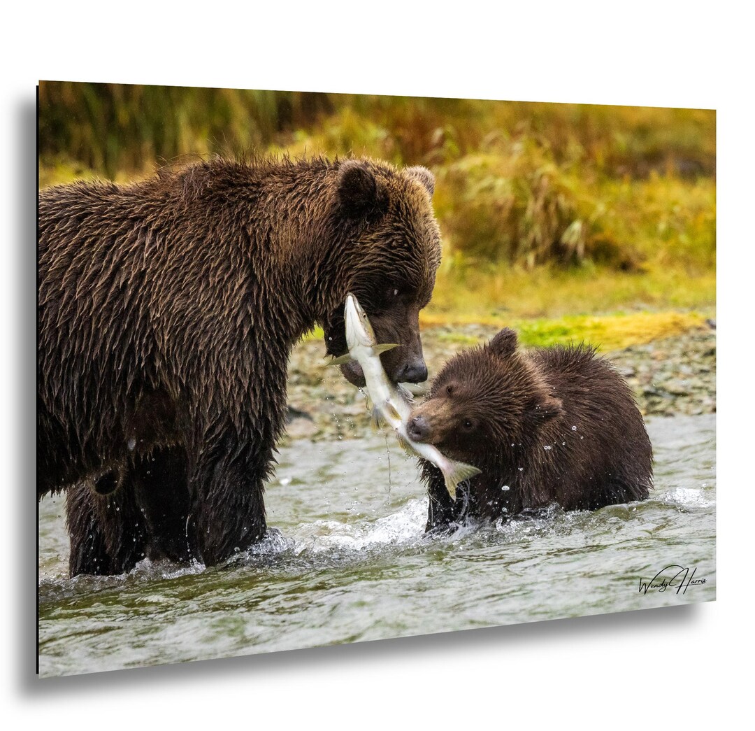 Alaska Brown Bear Mother and Cub Sharing Salmon Wildlife Photograph - Etsy