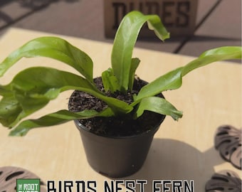 Bird’s Nest Fern 2.5 Inch Live Houseplant, Easy Care