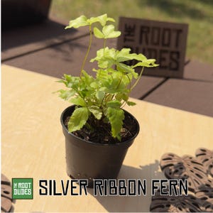 Silver Ribbon Fern | Variegated Pixie Live Plant, Easy Care, Pet Safe