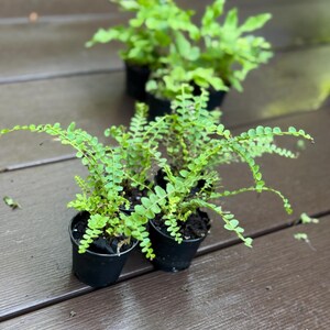 May include: Several small potted ferns with bright green foliage. The ferns are in black plastic pots, sitting on a brown wooden surface. The image is taken from a slightly elevated angle, showcasing the plants' delicate leaves.