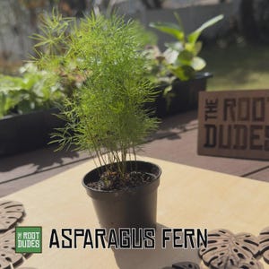 May include: A potted asparagus fern with vibrant green foliage. The plant is in a black plastic pot, set on a light-colored wooden surface. The text "ASPARAGUS FERN" is displayed in bold, white letters. The logo for "THE ROOT DUDES" is also visible.