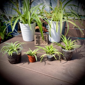 Easy-Care Green and Variegated Spider Plant Starter | Air Purifying Houseplant