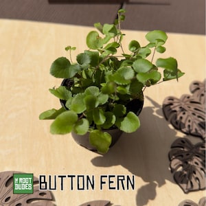 May include: A potted Button Fern with small, round, bright green leaves. The plant is in a black pot, sitting on a light-colored wooden surface. The text "BUTTON FERN" is displayed in a bold, black font.