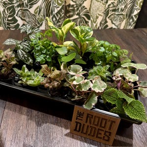 May include: A collection of various small potted plants in a black tray. The plants have diverse leaf shapes and colors, including green, white, and variegated patterns. A wooden sign with the text "THE ROOT DUDES" is in the foreground.