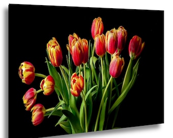 Czerwone i żółte tulipany na czarnym tle | Dramatyczna fotografia kwiatowa | Botaniczna sztuka ścienna