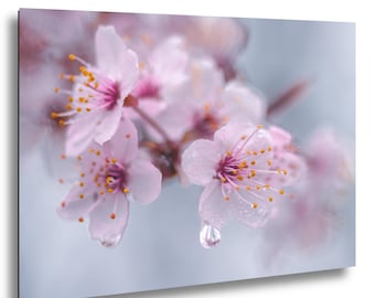 Makro kwiatu śliwy z kroplą rosy na miękkim tle uchwycone w porannym świetle