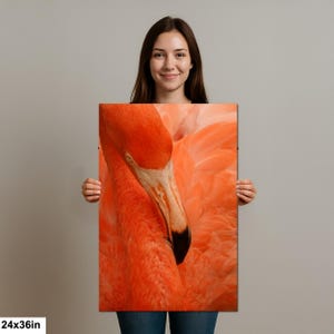 Ritratto ravvicinato di un fenicottero a Nassau, Bahamas, con piume arancioni e occhi intensi 24x36”