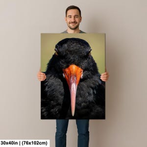 May include: A close-up canvas print of a black bird with a long, orange and pink beak. The bird's feathers are dark and textured. The canvas measures 30x40 inches.
