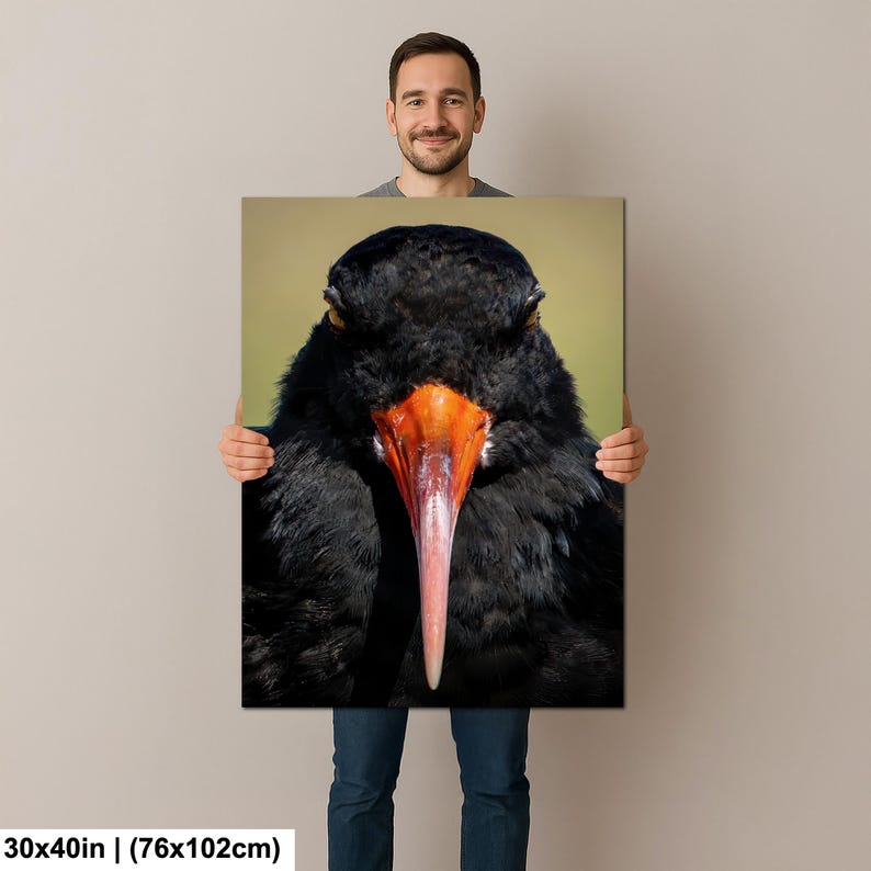 May include: A close-up canvas print of a black bird with a long, orange and pink beak. The bird's feathers are dark and textured. The canvas measures 30x40 inches.