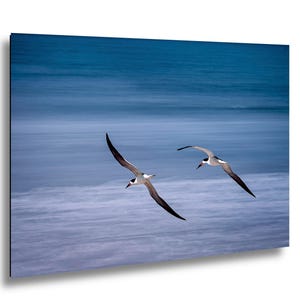May include: Two black skimmers in flight against a backdrop of a blue ocean. The birds have black wings, white bodies, and red and black beaks. The ocean has a blurred, textured appearance.