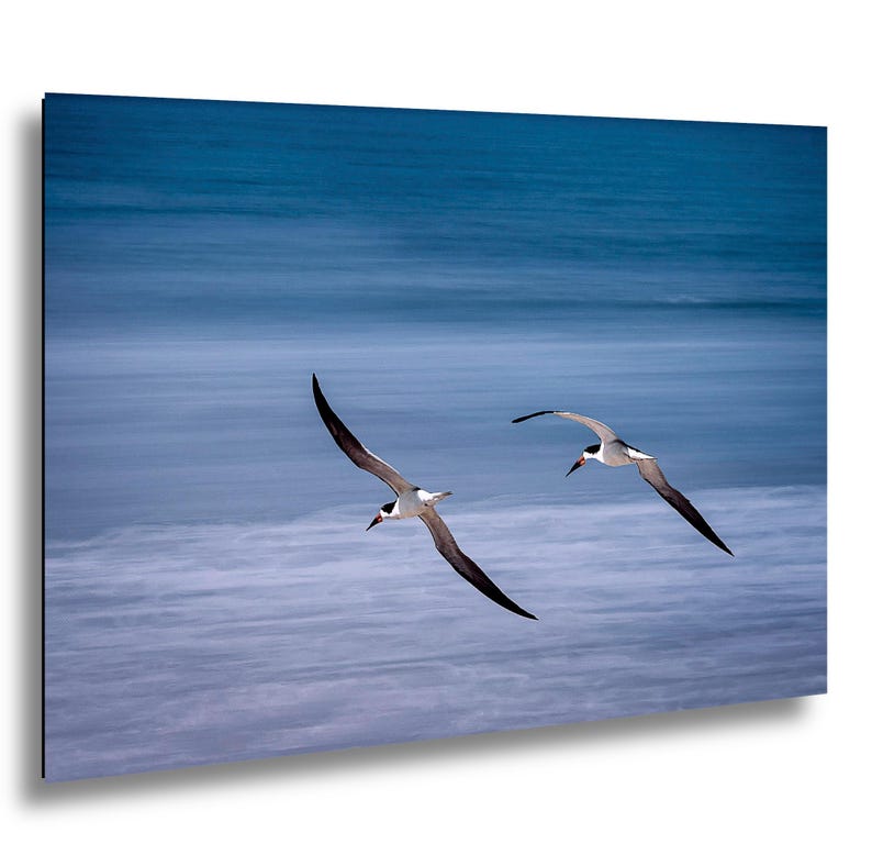May include: Two black skimmers in flight against a backdrop of a blue ocean. The birds have black wings, white bodies, and red and black beaks. The ocean has a blurred, textured appearance.
