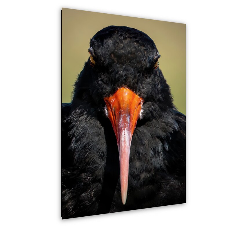 May include: Close-up of a black bird with a long, bright orange and pink beak. The bird's dark feathers contrast with its beak and yellow eyes. The background is a soft, blurred green.