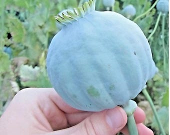 1000 Papaver Somniferum Seeds | Giant Rattle Poppy | Huge Blooms | Large Seed Pods | Ornamental Garden Flower