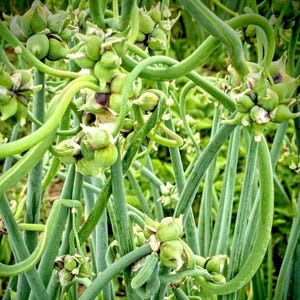 May include: Close-up of green onion plants with bulbous seed heads and long, curling stems. The image showcases the natural textures and vibrant green hues of the plant, with a focus on the unique shapes of the seed pods.