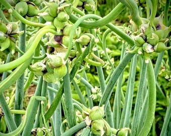 25 Egyptian Walking Onion Seeds  – Perennial Multiplier Tree Onion Seeds for Indoor Outdoor Garden Planting