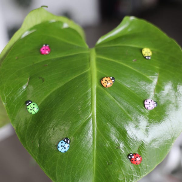 Lady Bug- Plant Magnet