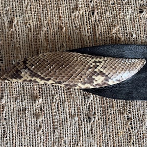 May include: A hair clip featuring a textured, tan and brown snakeskin pattern overlay on a curved, elongated base. The accessory is attached to a smooth, solid black leather-like strap, creating a contrast between the natural scale texture and the dark, plain material.