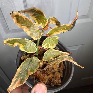 Begonia Dainty Spray Sport Variegated - Etsy Canada