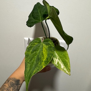 Anthurium Predatorium hybrid aurea x Crystallinum Clone - *MOTHER PLANT NFS*