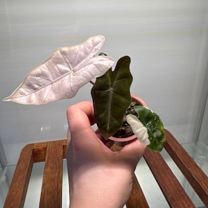 Alocasia Pseudo Sanderiana Pink