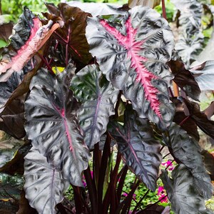 May include: A cluster of large, dark leaves with striking veining. The leaves are predominantly dark green and black, with vibrant pink and red veins. The plant features dark red stems and is set against a backdrop of other foliage.
