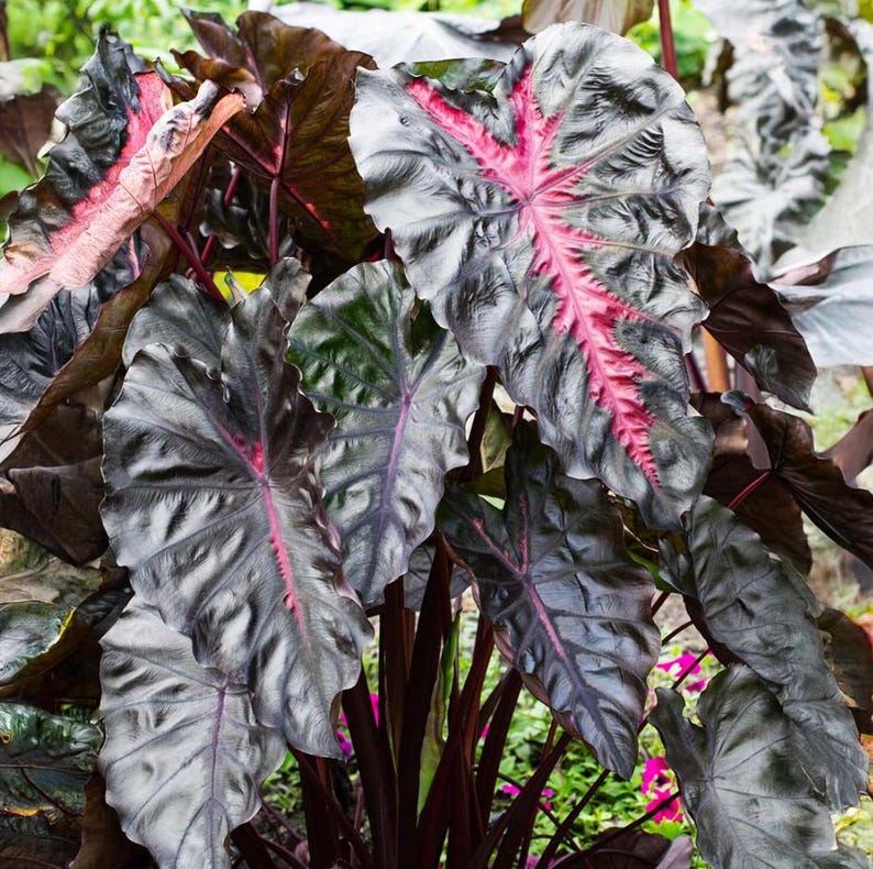 May include: A cluster of large, dark leaves with striking veining. The leaves are predominantly dark green and black, with vibrant pink and red veins. The plant features dark red stems and is set against a backdrop of other foliage.