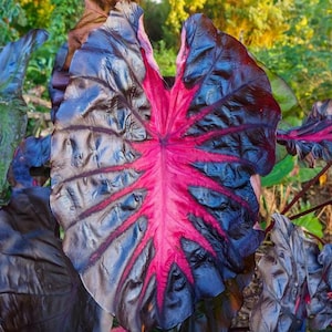 May include: A close-up shot of a large leaf with a dramatic colour scheme. The leaf's exterior is a dark, almost black, shade, while the central vein and radiating veins are a vivid pink. The background is a soft blur of green foliage.