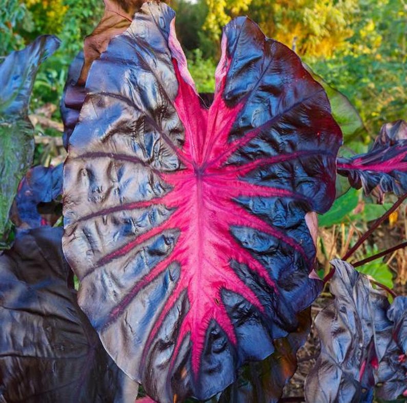 May include: A close-up shot of a large leaf with a dramatic colour scheme. The leaf's exterior is a dark, almost black, shade, while the central vein and radiating veins are a vivid pink. The background is a soft blur of green foliage.