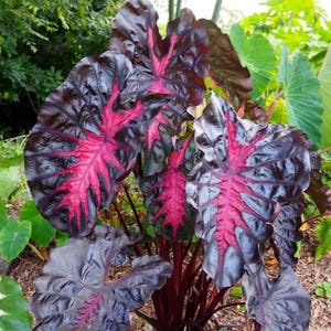 Colocasia Redemption Plant Live for Planting, Redemption Elephant Ear Plant, Well-Rooted 4 to 6 Inc Tall for Outdoor Garden image 7