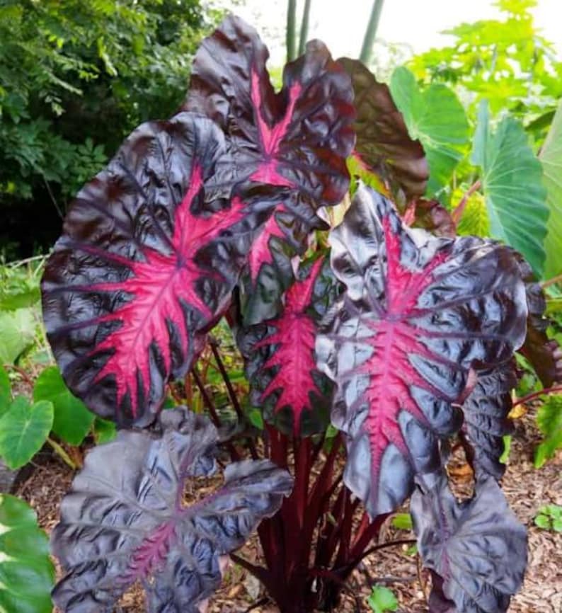 Colocasia Redemption Plant Live for Planting, Redemption Elephant Ear Plant, Well-Rooted 4 to 6 Inc Tall for Outdoor Garden image 7