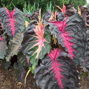 May include: Close-up of a group of large, dark leaves with vibrant pink veining. The leaves have a textured appearance and are surrounded by green foliage. The plant is likely a decorative garden plant.