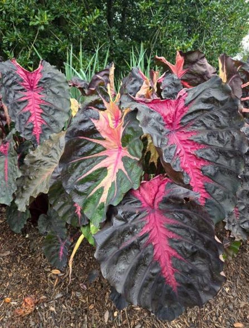May include: Close-up of a group of large, dark leaves with vibrant pink veining. The leaves have a textured appearance and are surrounded by green foliage. The plant is likely a decorative garden plant.