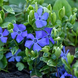 May include: Close-up of vibrant blue flowers with five petals, surrounded by green leaves with creamy white edges. The flowers have a dark center and are in full bloom, creating a natural, floral scene. The image showcases a ground cover plant.