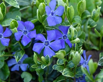 Set 100 Vinca Plants Live for Planting, Periwinkle Ground Cover Plants, Perennial Vinca for Outdoor Garden 6 to 8 Inch Tall
