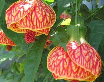 Abutilon Orange Tiger Plant Live for Planting, Abutilon Flowering Live Plant, Fragrant Abutilon Well Rooted 4 to 6 Inc Tall for Garden