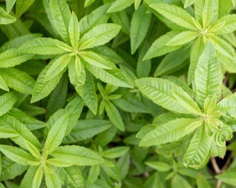 2 Lemon Verbena Plant Live for Planting, Fragrant Tea Herb for Outdoor Garden 4 to 6 Inch Tall