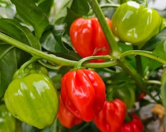Set 2 Red Habanero Pepper Plants Live for Planting, Hot Chili Vegetable Plants for Outdoor Garden 4 to 6 Inch Tall