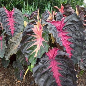 Colocasia Redemption Plant Live for Planting, Redemption Elephant Ear Plant, Well-Rooted 4 to 6 Inc Tall for Outdoor Garden image 5